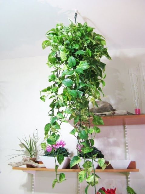 10 plantas pendentes para levar vida e alegria para sua casa